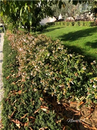 0a4a8d8f-20181023 Abelije.jpg